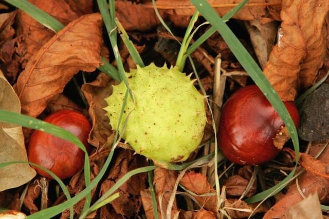 These hard shiny seeds contain a toxin called aesculin, which can make your dog sick or give them an upset stomach. Conkers have a bitter taste that might put some dogs off eating a lot of them. When eaten in larger amounts, aesculin can cause more serious effects, and in rare cases can even be deadly. Conkers are large and hard and may cause your dog to choke on them, or could block their stomach and gut.