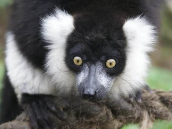 Visitors can get up close and personal with the animals when Ponderosa Zoo reopens on April 12, thanks to their new Lemur Walkthrough exhibit that gives visitors the opportunity to get an unrestricted view of these fascinating animals.