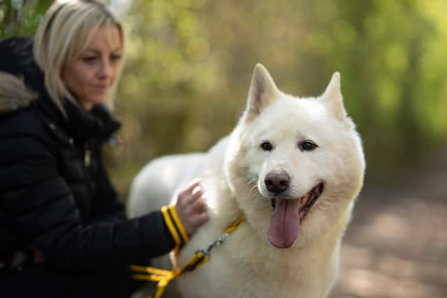 11-year-old Travis was found abandoned in a field in rural Ireland,before being taken into care by Jade Brightmore, who runs 8 Below Husky Rescue in Wakefield. She is now appealing for help in finding Travis his forever home. Photo: Yorkshire Folk photography