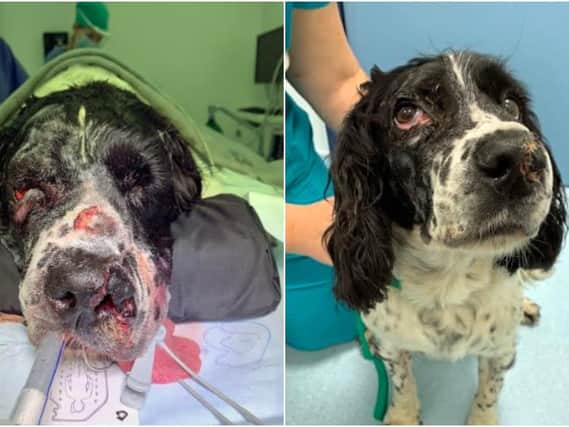 Nine-year-old Bailey suffered multiple skull fractures, gaping wounds to his face and lost several teeth in the incident, which occurred when he ran off into wasteland alongside a train line.