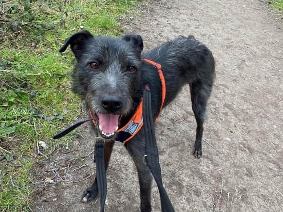 Could you give Rodney a loving home?