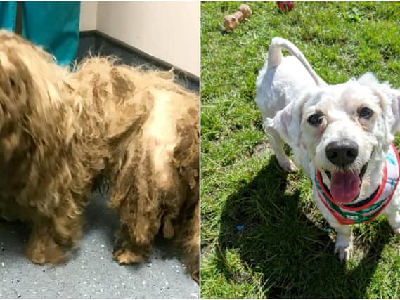 These adorable before and after pictures show the remarkable recovery of a terrier whose fur was so matted he couldn't see or move.