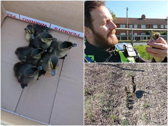 Police in Castleford had an unusual story to tell this week, when they rescued a family of ducklings who had become trapped in a drain. Photos: West Yorkshire Police