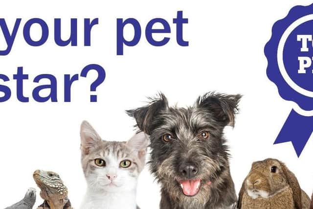Do you think your pet is the cutest or funniest in Wakefield and has what it takes to take the Top Pet crown?