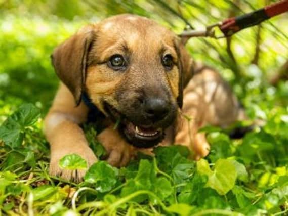 The dog welfare organisation has always urged potential new owners to avoid buying a puppy if the seller is offering to deliver it, as this allows rogue traders and puppy farms to hide horrific breeding conditions from view.