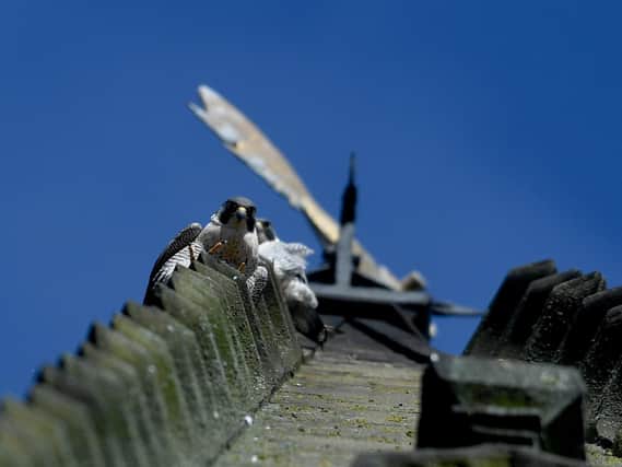 Wakefield's peregrine falcons have welcomed their first two chicks of the year, to the joy of bird watchers around the world.