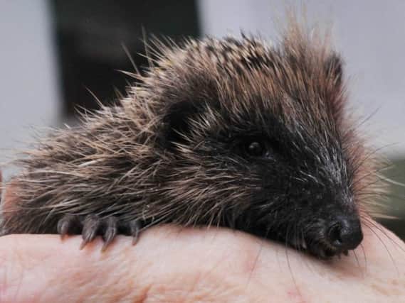 In the run-up to Hedgehog Awareness Week, Hannah Stephenson looks at what to avoid if you want to help these garden creatures.
