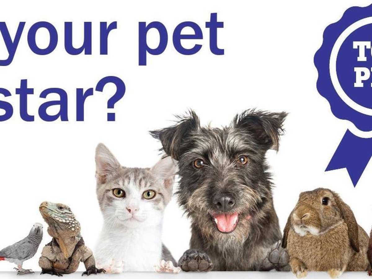 Still chance to enter our Top Pet competition and win a £50 Pets at Home  voucher | Wakefield Express