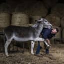 After a year off, they are chomping at the bit - how a team of donkeys from Wakefield are ready to return to work on Blackpool's Golden Mile.
