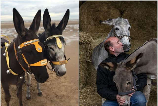 When four donkeys from Wakefield stepped out on Blackpool’s Golden Mile this weekend, they were hoping for a queue of children keen to get into the saddle. Mark Ineson is seen preparing his donkeys for the return to work.