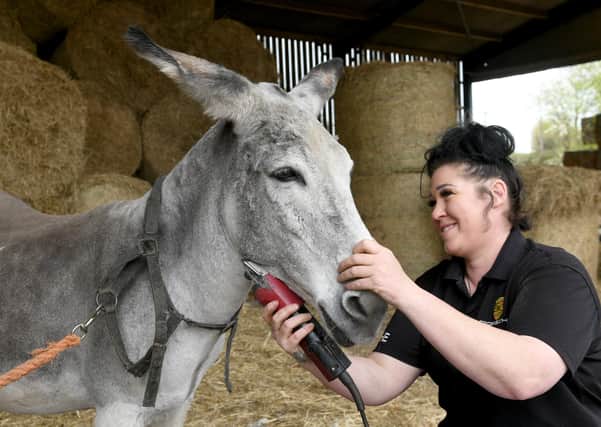 Claire Farnsworth   giving 'Trooper'   a 'haircut '  as the  Donkeys  at Altofts  prepare for their  Blackpool summer season