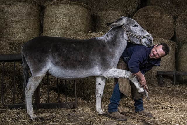Farrier Mark Armstrong works on Mark Ineson's Blackpool Beach donkeys getting prepared to go back to work. Picture Tony Johnson