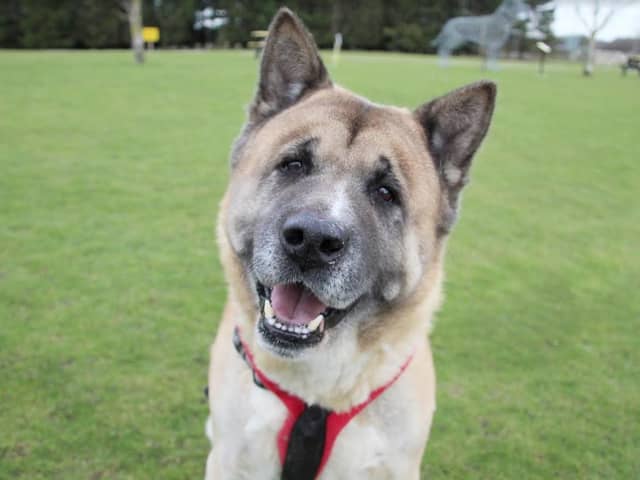 The team are hoping Kumar will find a new home quickly as he is an older gentleman and has spent most of his life in a family home, so he has been struggling to adjust to kennel life.