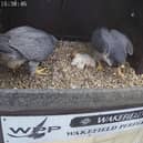The city’s peregrine falcons have welcomed four new chicks in recent weeks, much to the delight of thousands of followers who track the birds’ every move through a livestream on YouTube. Photo: Wakefield Peregrines/YouTube