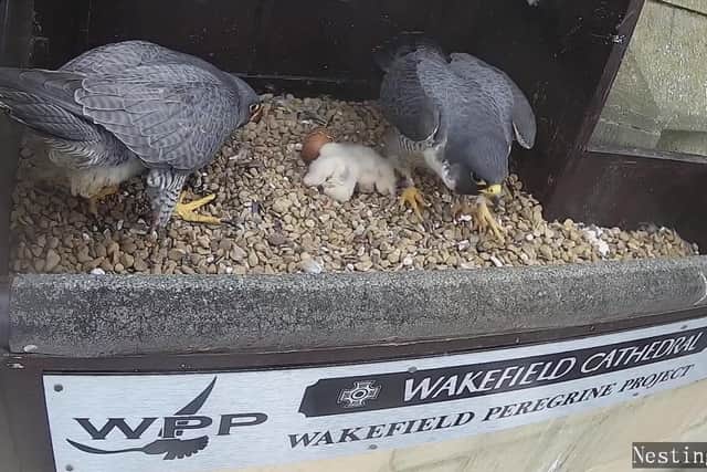 The city’s peregrine falcons have welcomed four new chicks in recent weeks, much to the delight of thousands of followers who track the birds’ every move through a livestream on YouTube. Photo: Wakefield Peregrines/YouTube