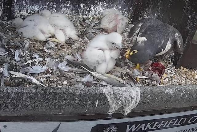 The falcons have this year welcomed four chicks to their nesting box atop Wakefield Cathedral. Photo: Wakefield Peregrines/YouTube