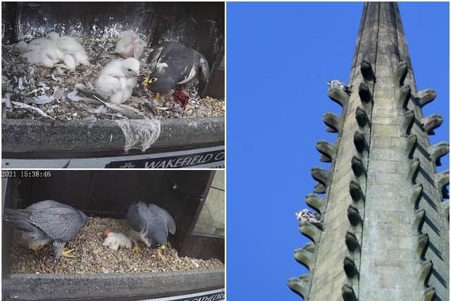 The man behind a project to protect the Wakefield's peregrines says the project has had an “absolutely crazy” start to the year, with attention from audiences around the globe.