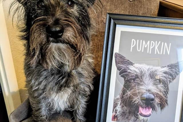 As well as more traditional artwork, the team also produce novelty gift items, such as pets in costumes inspired by historical events or popular film and TV shows, including Peaky Blinders, Harry Potter and Star Wars. Photo: Purr and Mutt