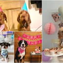 New research of the nation’s dog owners has revealed as many as half admit they spend more on their pet’s birthday than their own partner’s, with 70 percent celebrating their canine companions’ birthday every year.