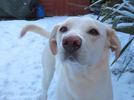 Wakefield vets save young Labrador's life after playful moment of fun reveals cancerous tumour - Vimarsana News