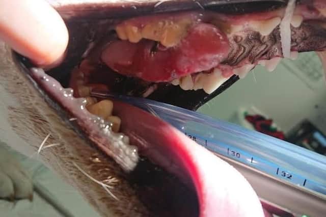 A CT scan and biopsy by specialist vets at Paragon Veterinary Referrals in Wakefield revealed the worrying discovery was a large, malignant tumour which had grown unnoticed on the roof of Nell’s mouth.