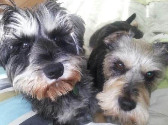 Morley and Outwood MP Andrea Jenkyns said she was "duped" into getting Godiva, her Miniature Schnauzer (left), in 2011 from a puppy farm in Lincolnshire which was later closed down.