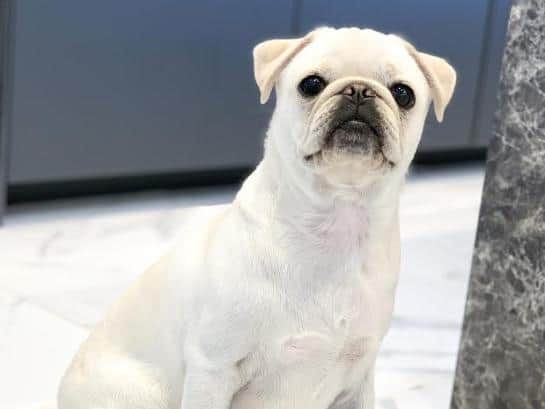 Loveable white pug Blanco has been crowned the Wakefield Express' Top Pet after winning our reader vote.