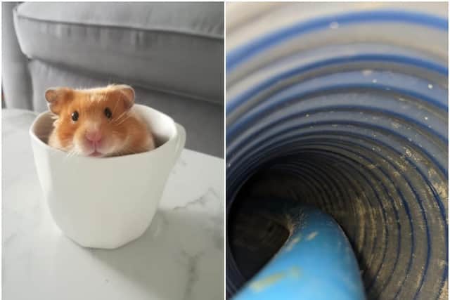 An adventurous Wakefield hamster triggered a complicated rescue mission this week, when he escaped into an exposed pipe and had to be extracted by a team of quick-thinking firefighters. Theo (left) was trapped in the drain pipe under his Ossett home. Photos: Lisa Charles