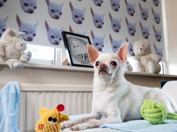A Wakefield dog owner has been fondly nicknamed ‘Chihuahua Man’ after dedicating a room in his home to his pet chihuahua, Wolf.