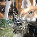The RSPCA is warning of the dangers of netting to wildlife and is bracing itself to deal with hundreds of entanglement incidents this summer as fans get inspired by Euro 2020.
