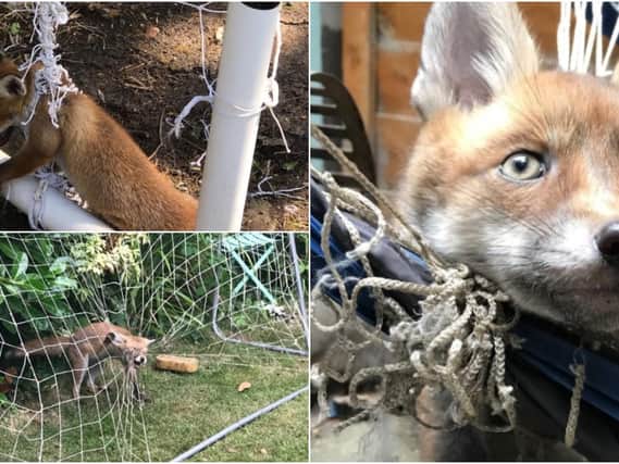 The RSPCA is warning of the dangers of netting to wildlife and is bracing itself to deal with hundreds of entanglement incidents this summer as fans get inspired by Euro 2020.