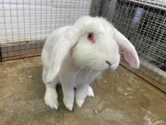 The RSPCA fears there will be an increase in the number of abandoned rabbits coming into its care following a huge increase in pet ownership during the lockdown.