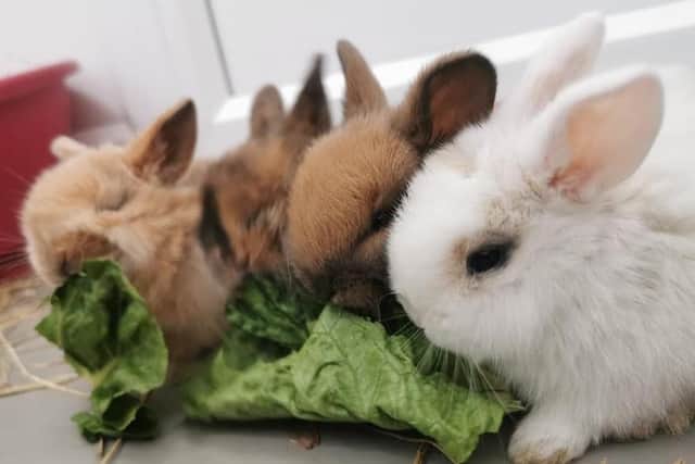 In West Yorkshire alone, there were 74 abandoned rabbits - the second highest county in the UK.