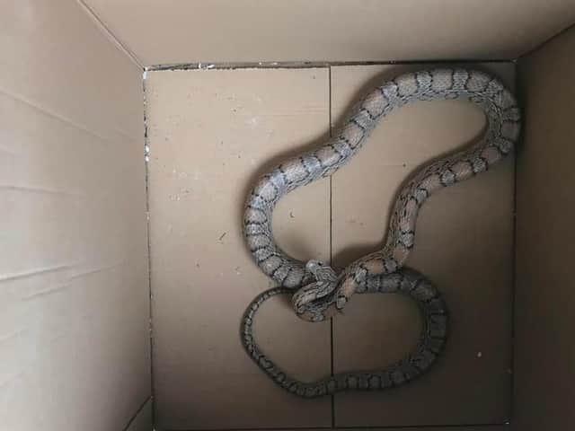 Snakes are great escape artists.