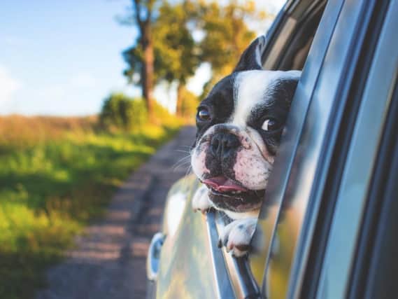 A dog sticking their head out of the window could cost you 3 points and a £2,500 fine