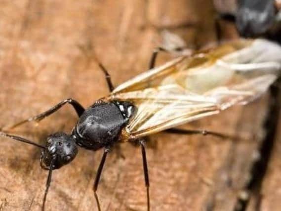 It's that time again - swarms of flying ants are set to pay an unwelcome visit as temperatures rise.