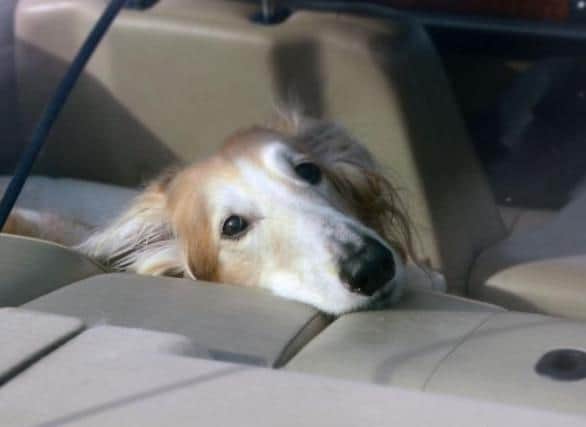 What to do if you find a dog locked in a hot car during the heatwave