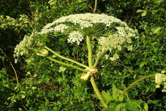 Over the years a number of children, as well as adults, have reported injuries after coming into contact with the invasive weed.