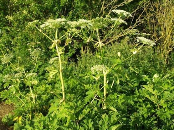 The invasive weed is capable of growing to a height of up to five metres.