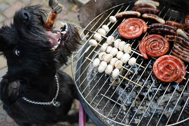 Bacon, Chicken, Salmon, and meat-free burgers are amongst the most harmful dishes that dogs can eat due to the high sugar levels, fats, and toxins that can be dangerous to dogs.