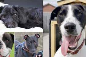 Look at their adorable faces! Could you offer one of these guys a loving home?