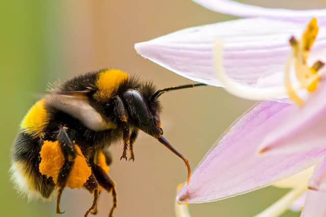 This little bumble bee is captured perfectly as she busys herself collecting pollen from the flowers of an English garden on a summer's day.