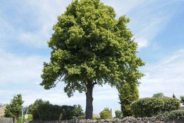 The lime tree is a treasured local landmark and is believed to potentially be 100 years old.