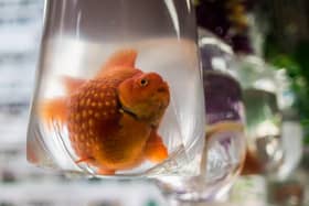 Goldfish are traditional fairground prizes, but the RSPCA says the practice of handing them in plastic bags is "outdated and cruel".