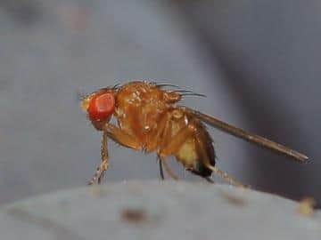 Fruit flies typically swarm homes during early autumn and with the warmer weather combined with increased rainfall, the pesky little things have been breeding and are now in our houses looking for rotting specks of food.
