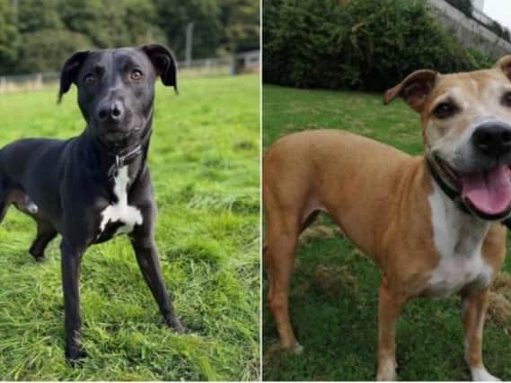 Could you offer Hagrid or Lady a forever home?