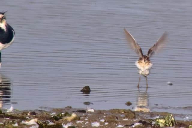 The bird, which is of unknown gender, was first sighted at the Swillington Ings birdwatching sight the day before, but was misidentified until the evening. (SWNS)
