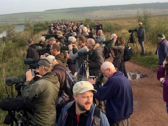 Thousands of twitchers flocked to see the only third ever recorded sighting of an extremely rare bird in the UK on Saturday morning. (SWNS)