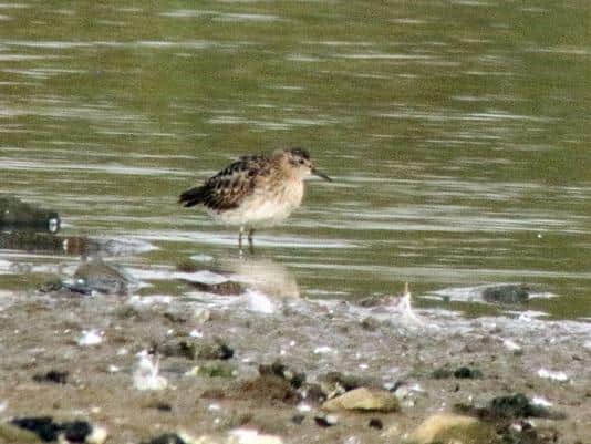 A long-toed stint was spotted in St Aidan's Nature Reserve near Castleford for the first time since 1982, attracting large crowds of bird watchers. (SWNS)