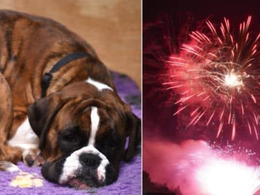 Many dogs suffer on fireworks nights and we’re sure your furry friends will love you even more for taking this advice.